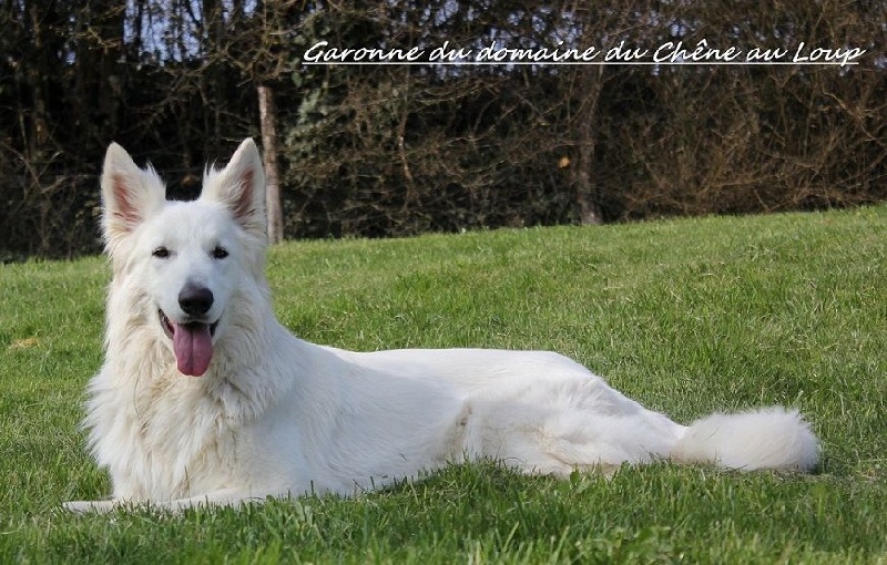 Garonne du domaine du chene au loup