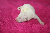 CHIOT