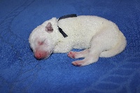 CHIOT