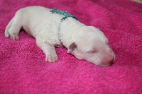 CHIOT