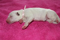 CHIOT