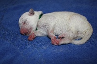 CHIOT