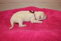 CHIOT
